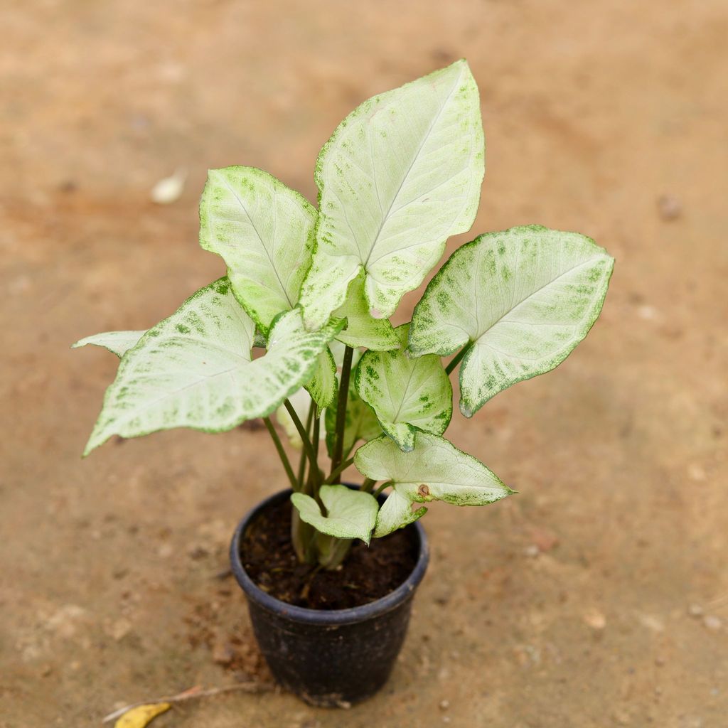 Syngonium White in 4 Inch Nursery Pot