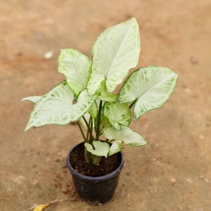 Buy Syngonium White in 4 Inch Nursery Pot Online | Urvann.com