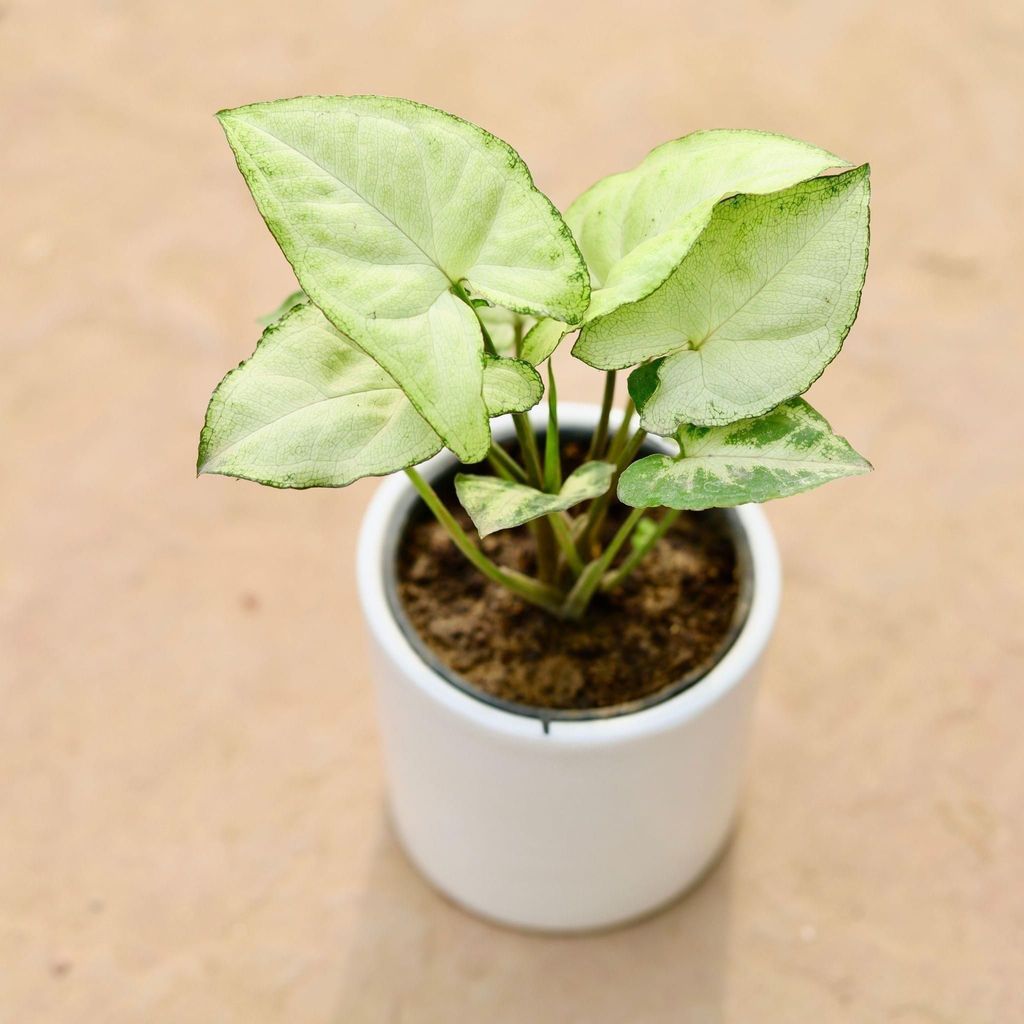 Syngonium White in 3 Inch Classy White Round Ceramic Pot