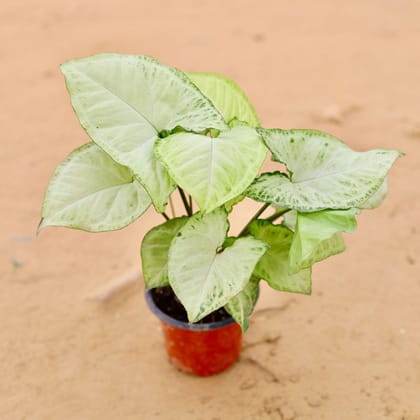 Buy Syngonium Alba White in 3 Inch Plastic Pot Online | Urvann.com