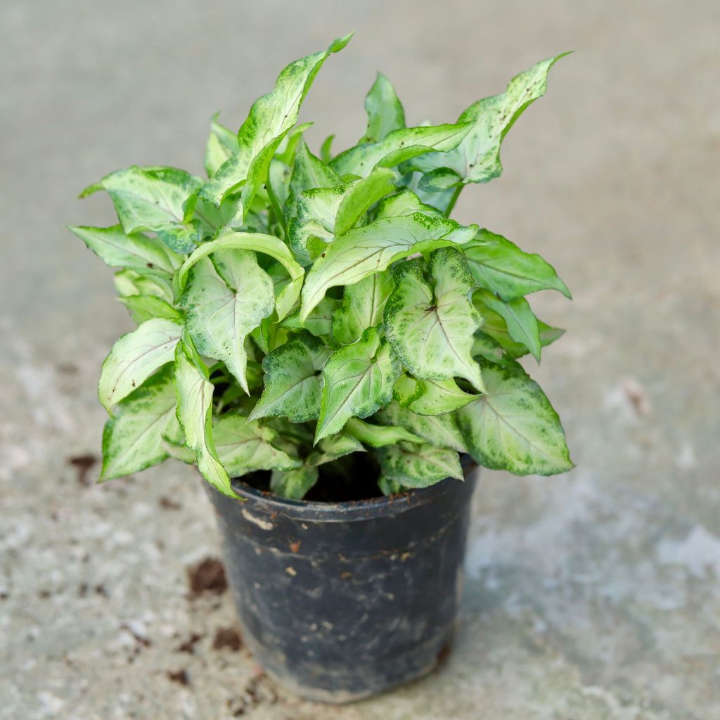 Syngonium Yammi in 5 Inch Black Nursery Pot