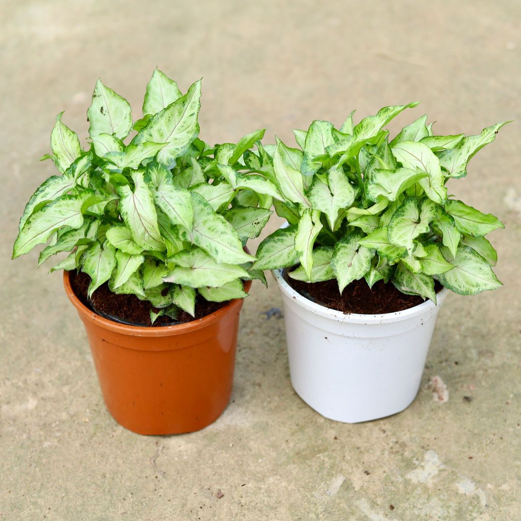 Set of 2 - Syngonium Yammi in 6 Inch Red & White Nursery Pot