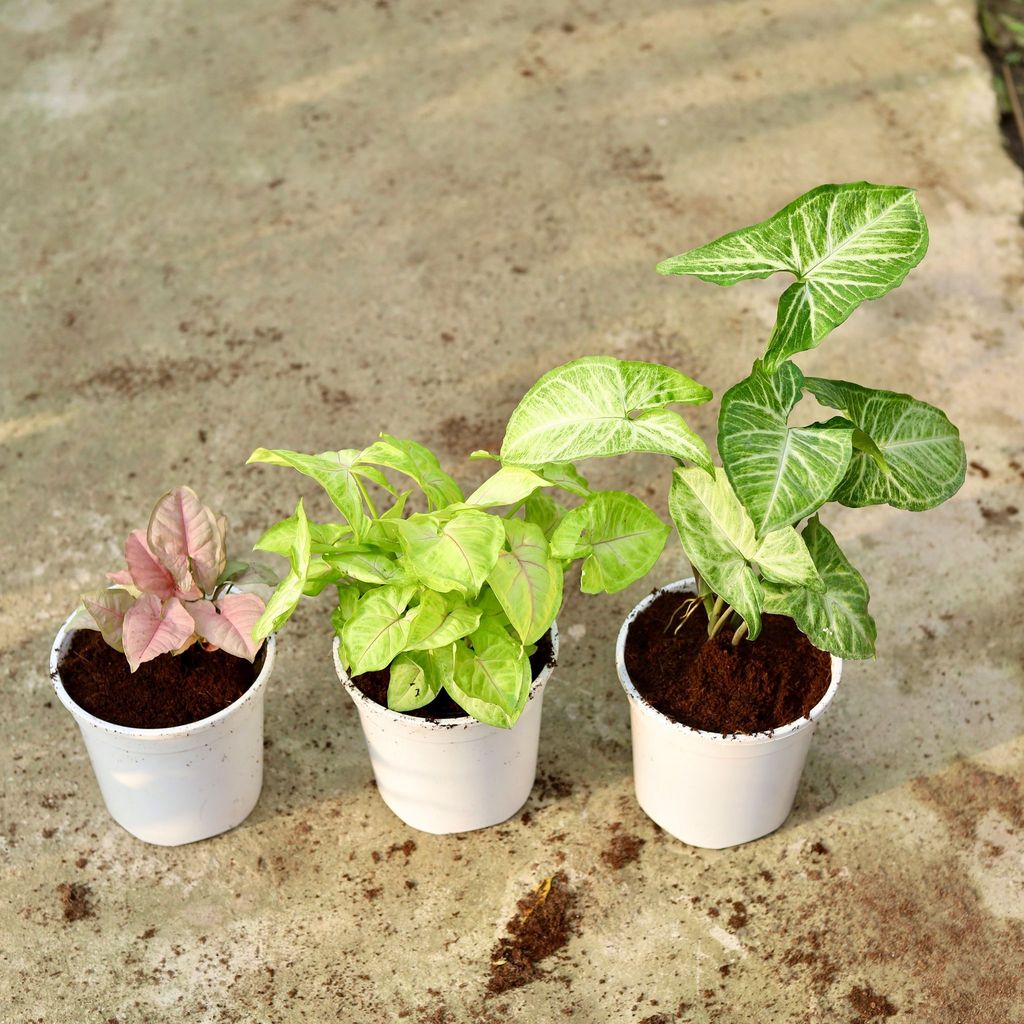 Set Of 3 - Syngonium (Arrowhead Green, Golden & Pink) in 6 Inch White Nursery Pot