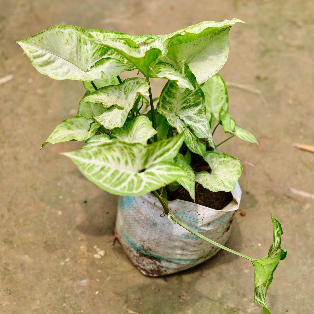 Syngonium Green Arrowhead in 4 Inch Nursery Bag