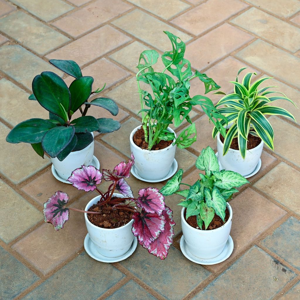 Lush Living - Set of 5 - Syngonium Green, Monstera Broken Heart, Song of India, Begonia Red & Peperomia Black in 4 Inch Classy White Cup Ceramic Pot with Tray