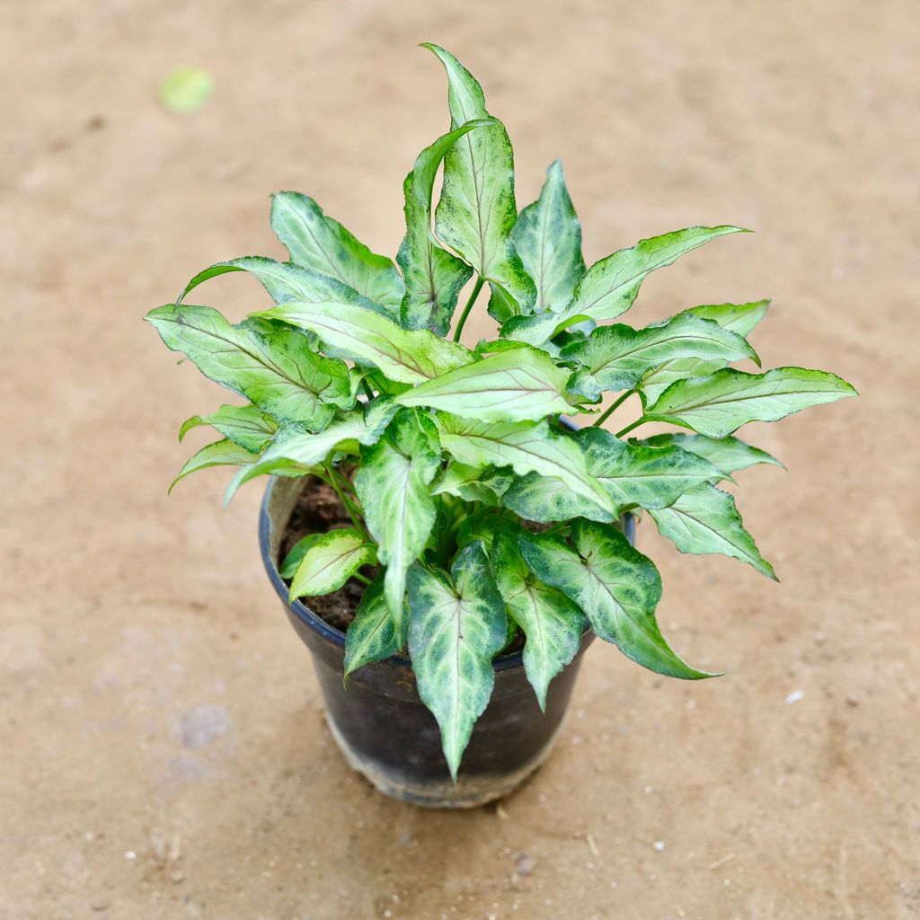 Syngonium Green Long Leaves in 4 inch Nursery Pot