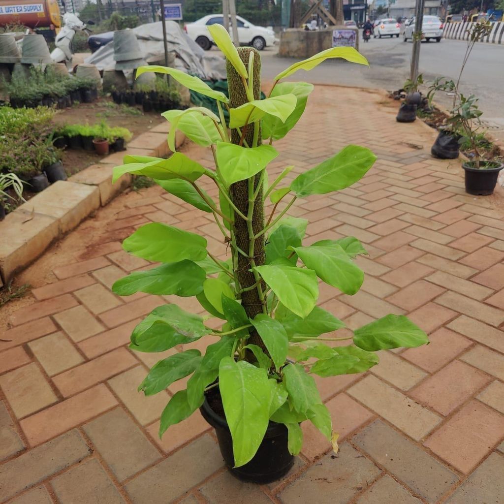 Philodendron Golden with 3 ft moss stick in 10 Inch Nursery Pot