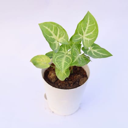 Buy Syngonium Green Arrowhead in 4 Inch White Florence Self Watering Pot Online | Urvann.com