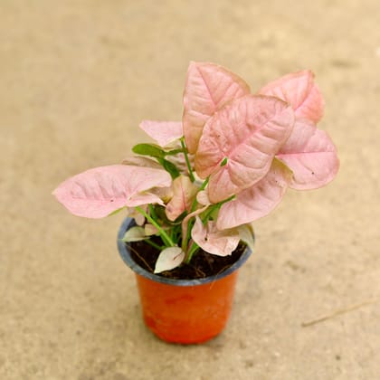 Buy Syngonium Pink in 4 Inch Nursery Pot Online | Urvann.com