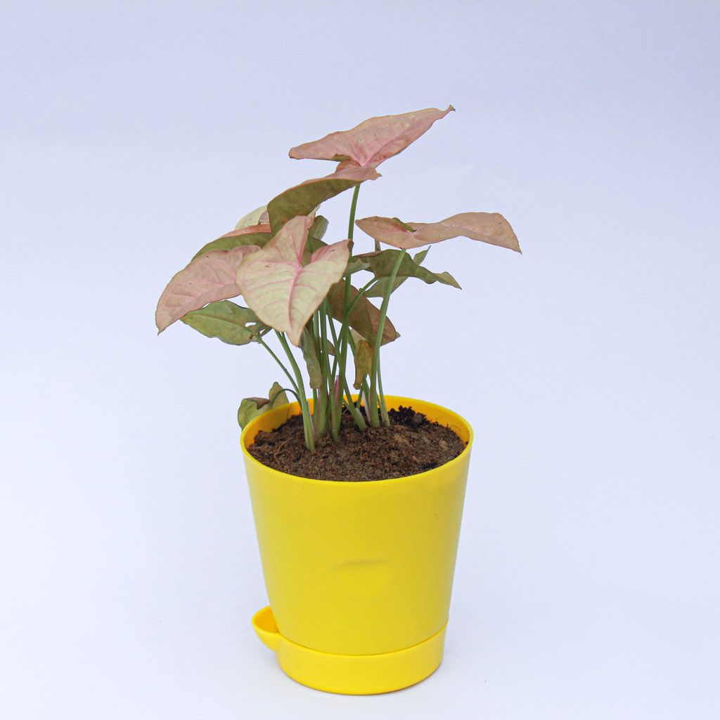 Syngonium Pink in 4 Inch Yellow Florence Self Watering Pot