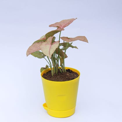 Buy Syngonium Pink in 4 Inch Yellow Florence Self Watering Pot Online | Urvann.com