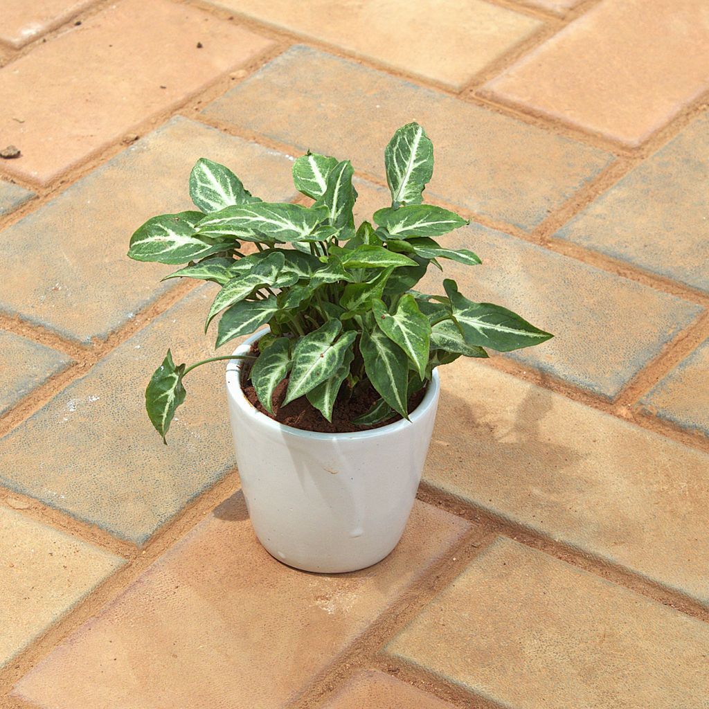 Syngonium Green White in 4 Inch White cup ceramic Pot