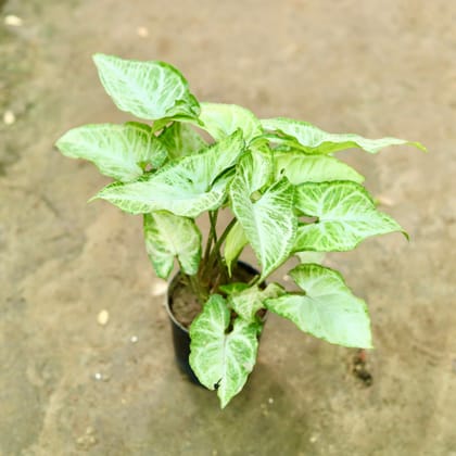 Buy Syngonium Alba White in 6 Inch Nursery Pot Online | Urvann.com