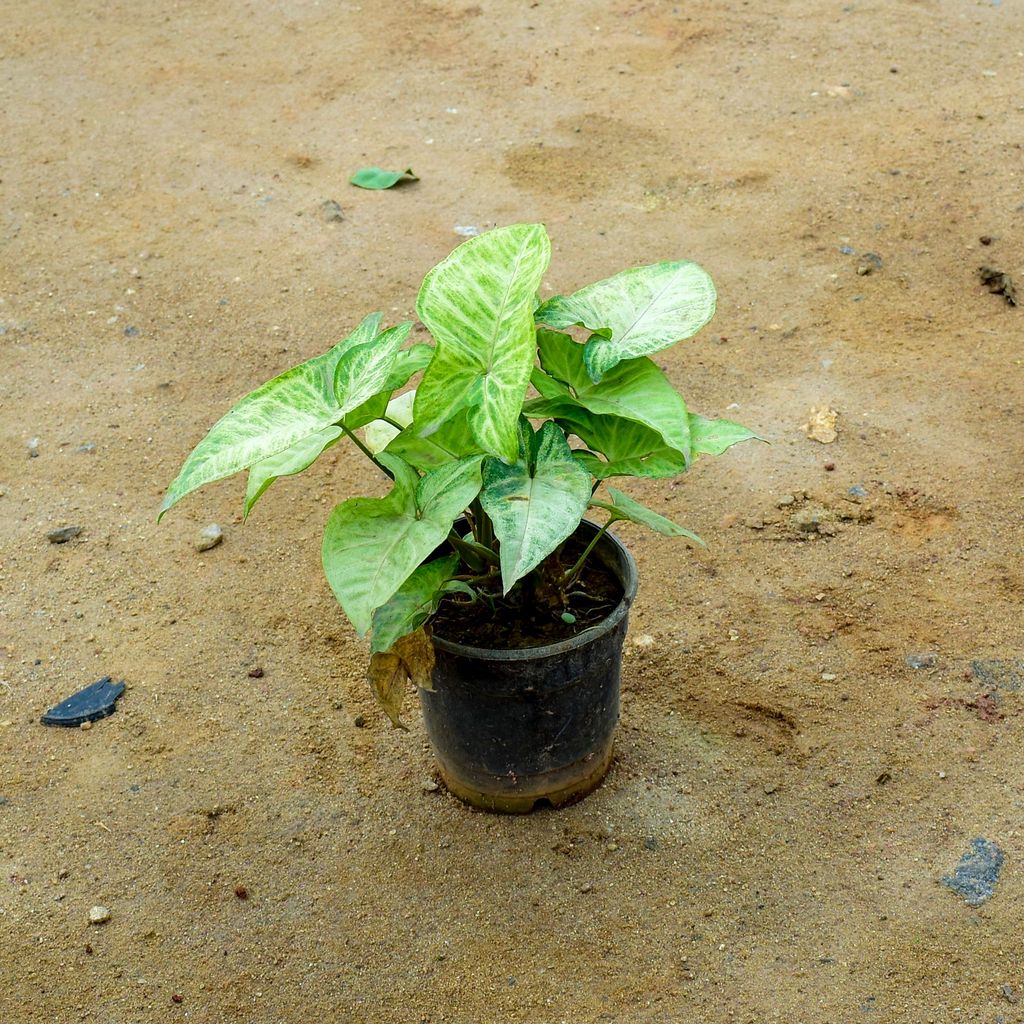 Syngonium Large Leaf in 4 Inch Nursery Pot - Best Indoor Plant for Home