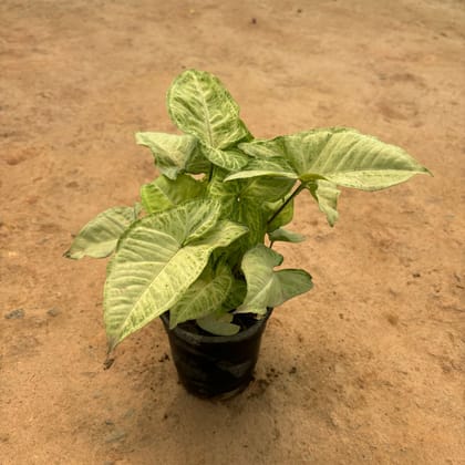 Buy Syngonium Yellow in 4 Inch Nursery Pot Online | Urvann.com