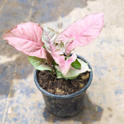 Syngonium Pink in 3 Inch Nursery Pot