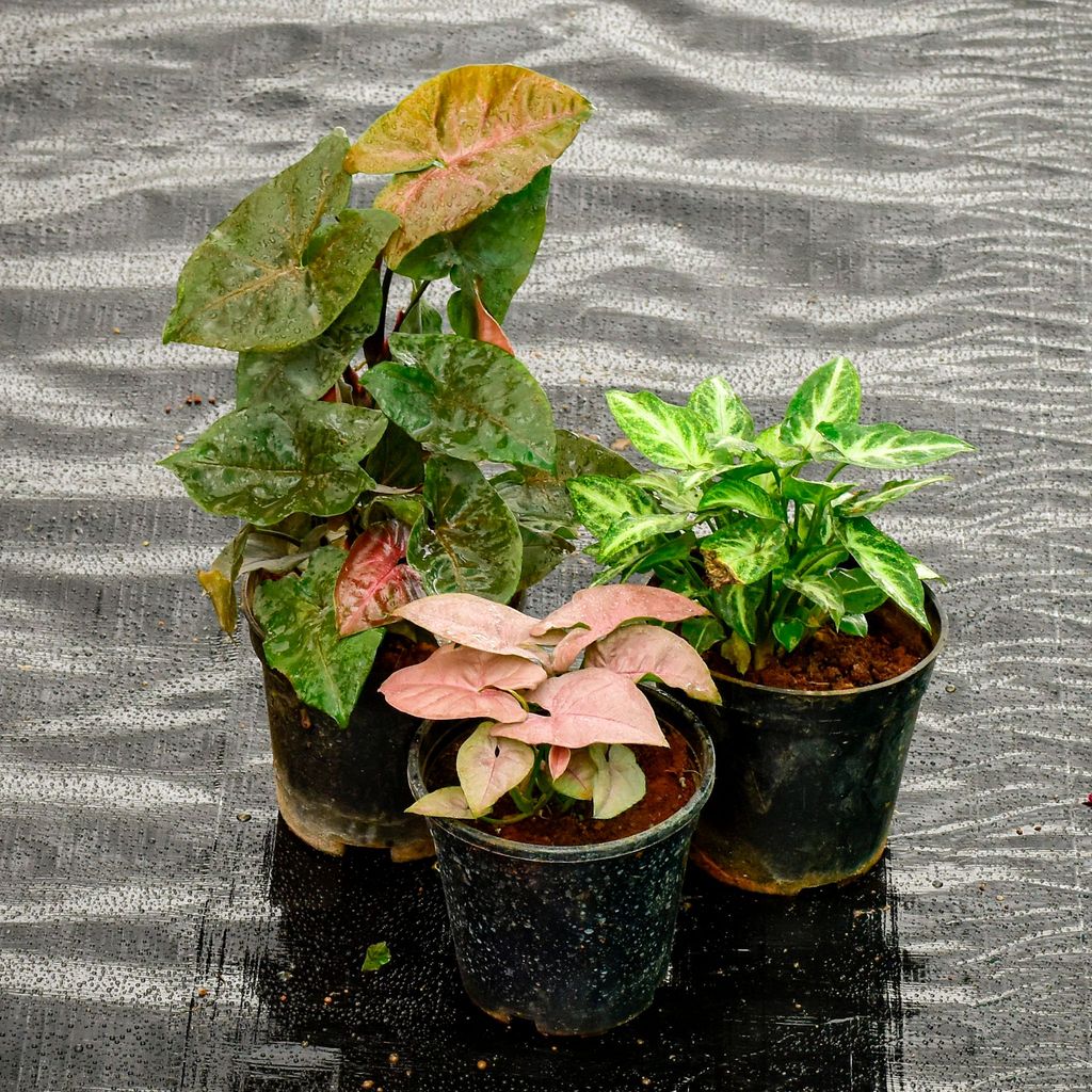 Set Of 3 - Syngonium (Black, Pink & Green) in 4 Inch Nursery Pot