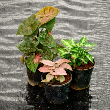 Buy Set Of 3 - Syngonium (Black, Pink & Green) in 4 Inch Nursery Pot Online | Urvann.com