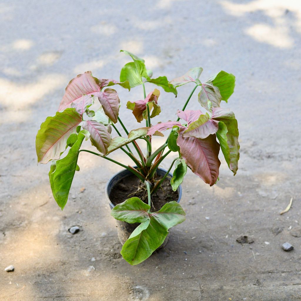 Syngonium Pixie Red in 6 Inch Nursery Pot