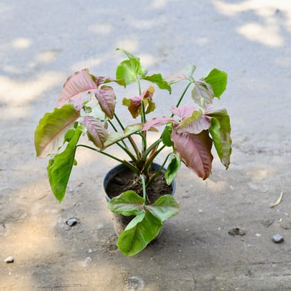 Buy Syngonium Pixie Red in 6 Inch Nursery Pot Online | Urvann.com