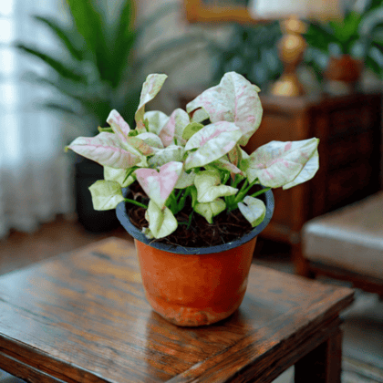 Syngonium Candyfloss in 4 Inch Nursery Pot