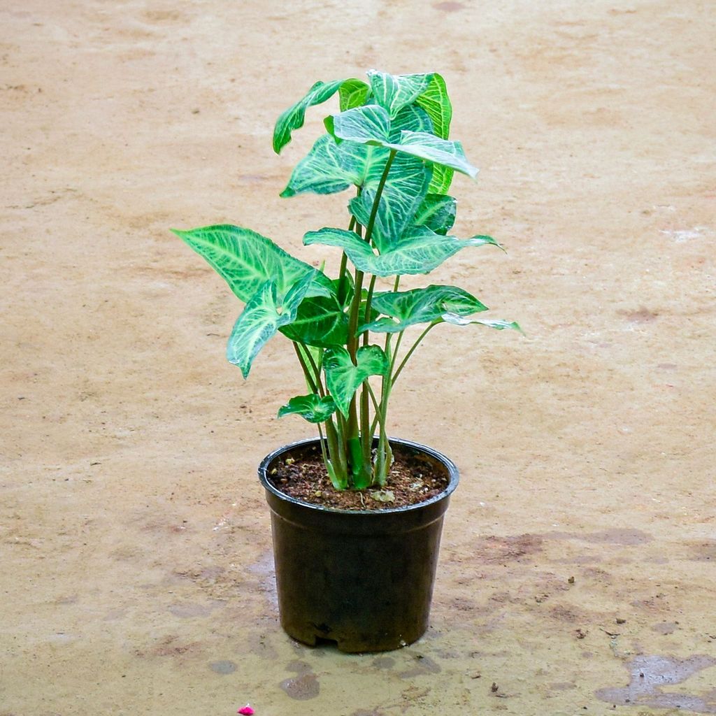 Syngonium Green Large Leaf in 4 Inch Nursery Pot