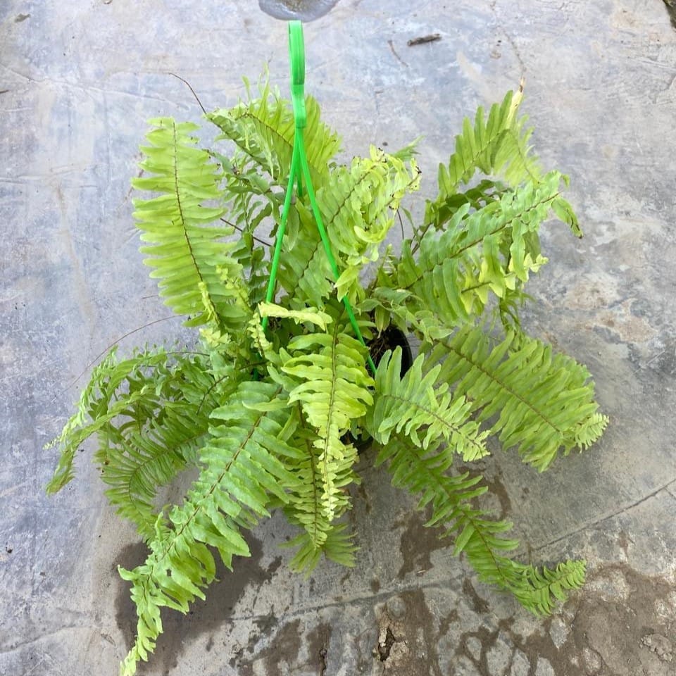 Fern Golden in 8 Inch Black Hanging Basket