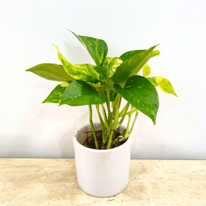 Money Plant in Classy Ceramics - 50 pcs.