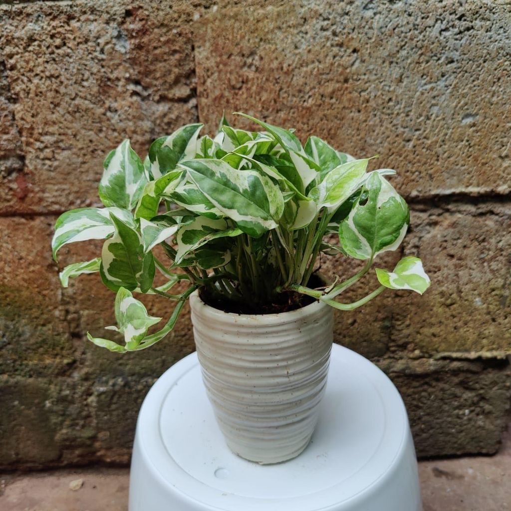 Bushy Money Plant Njoy in 5 Inch Classy Ceramic Planter