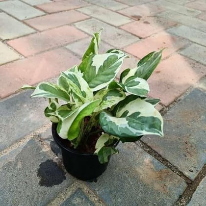 Buy Money Plant N ~ joy in 4 Inch Plastic Pot Online | Urvann.com