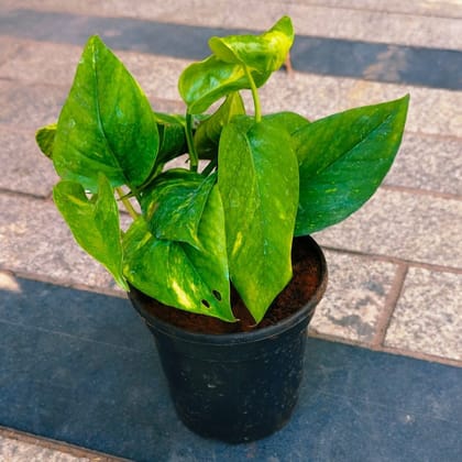 Money Plant Green in 4 Inch Nursery Pot