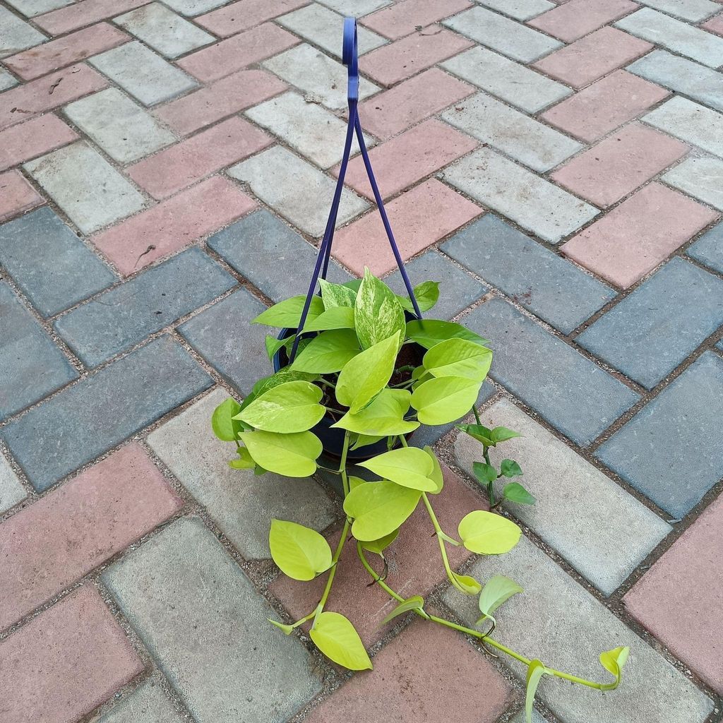 Money Plant Golden in 6 Inch Hanging Basket