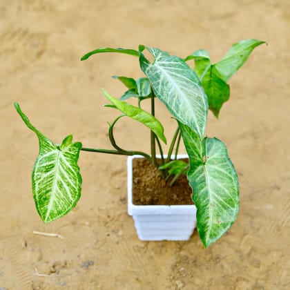 Buy Syngonium Green in 4 Inch White Marble Premium Orchid Square Plastic Pot Online | Urvann.com