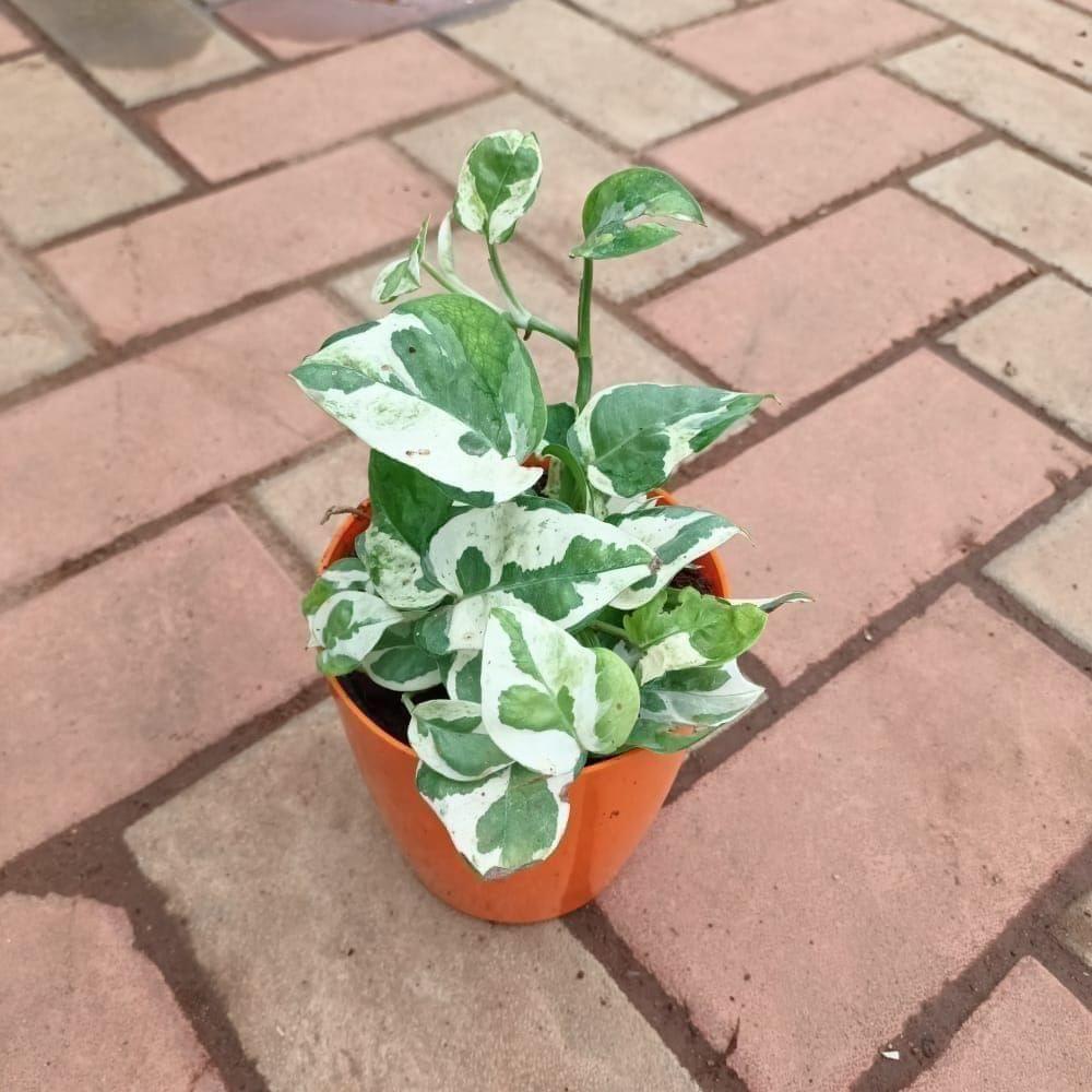 Money Plant N'joy in 5 Inch Elegant Plastic Pot (colour may vary)