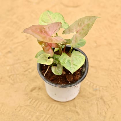 Buy Syngonium Bronze Dwarf in 4 Inch Nursery Pot Online | Urvann.com