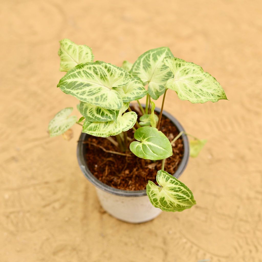 Syngonium Alba Dwarf in 4 Inch Nursery Pot