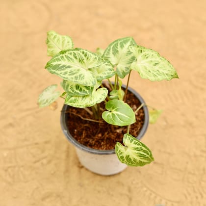 Buy Syngonium Alba Dwarf in 4 Inch Nursery Pot Online | Urvann.com