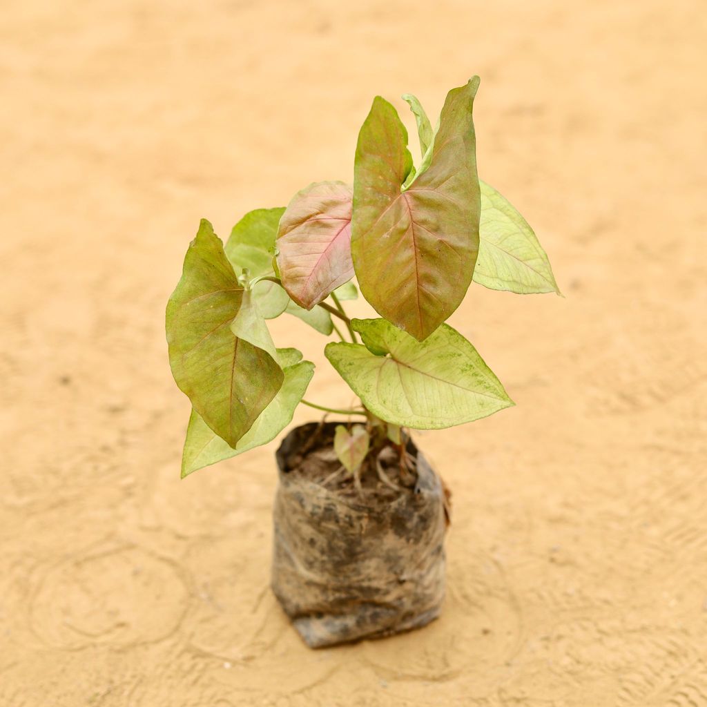 Syngonium Bronze in 4 Inch Nursery Bag