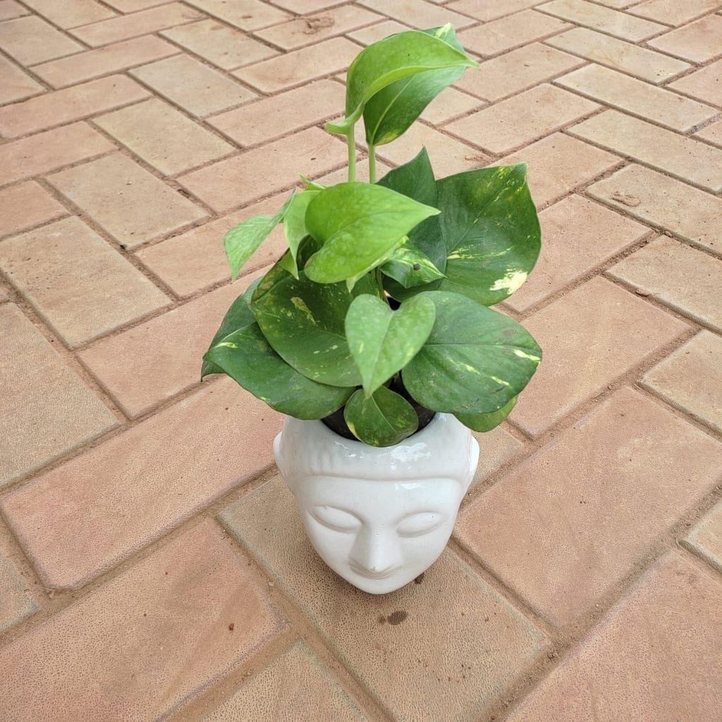 Money Plant Green in 6 Inch Buddha Designer Ceramic Pot (any colour)