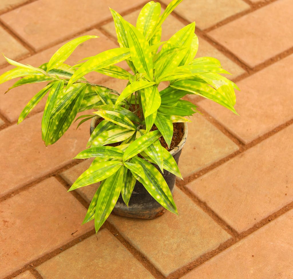 Yellow Milky Bamboo in 4 Inch Nursery Pot