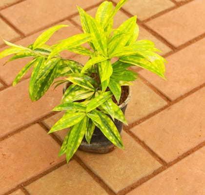 Buy Yellow Milky Bamboo in 4 Inch Nursery Pot Online | Urvann.com