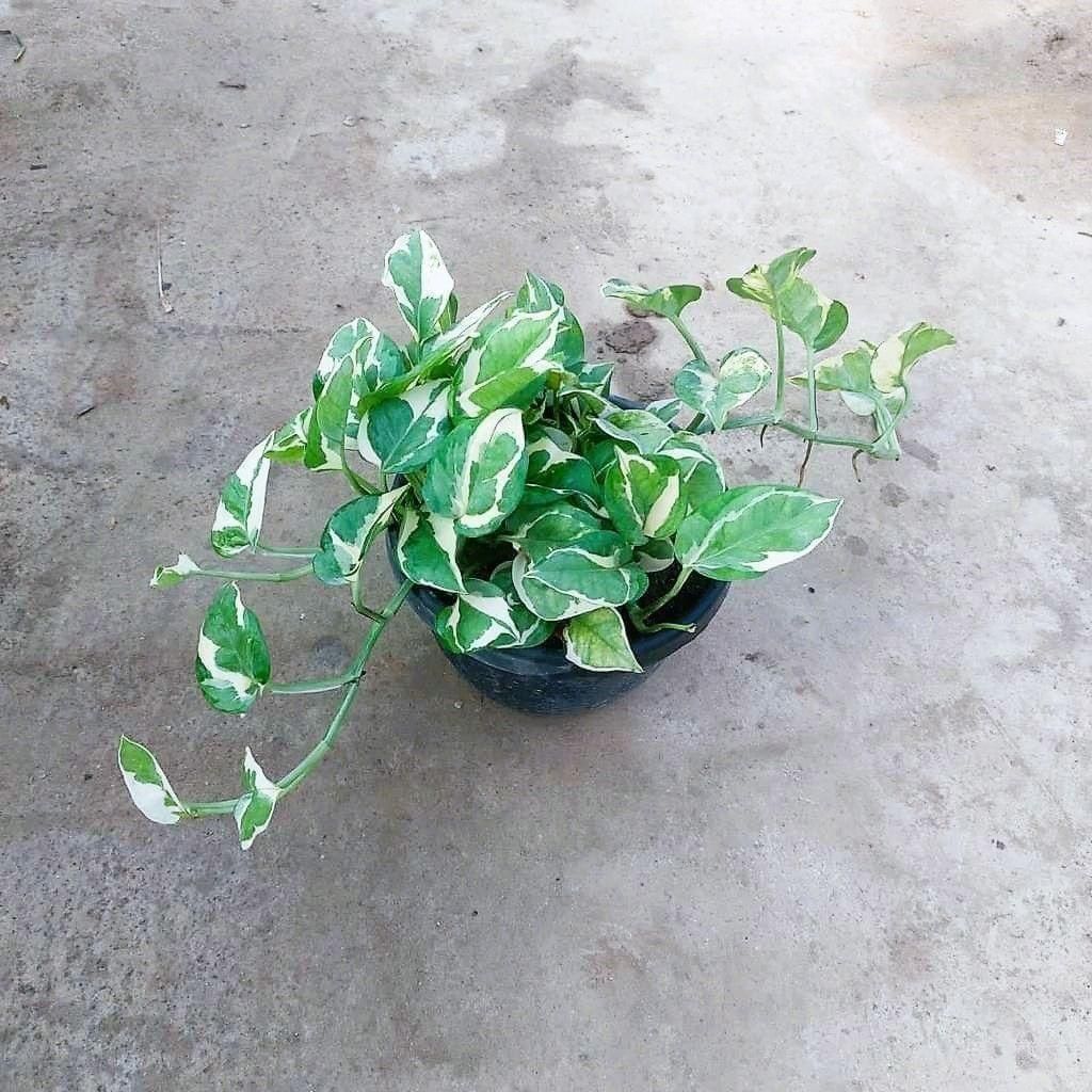 Money Plant N'joy in 8 Inch Basket