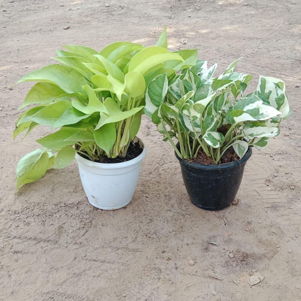 Set of 2 Money Plant (Golden & Marble ) in 5 Inch Nursery Pot