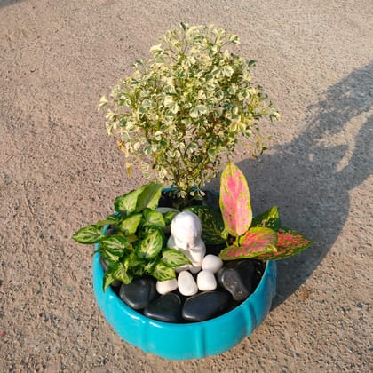 ATUL9249 - Gifting Special - Aralia White, Syngonium Pixie Green & Aglaonema Pink Dalmation in 8 Inch Designer ceramic Tray (any colour & design)