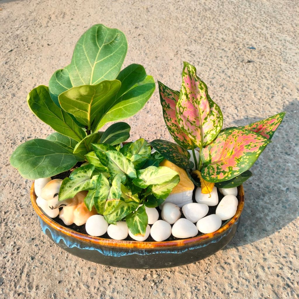 ATUL9246 - Gifting Special - Fiddle Leaf Fig / Ficus Lyrata, Aglaonema Pink Dalmation & Syngonium Pixie Green in 8 Inch Designer ceramic Tray (any colour & design)