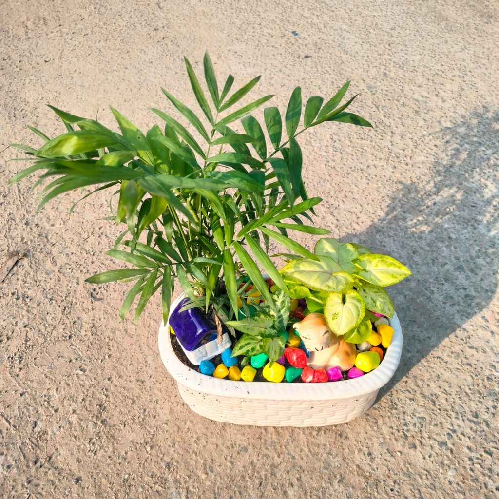 ATUL9247 - Gifting Special - Chamaedorea Palm, Syngonium Golden & Pixie Green in 8 Inch Designer Basket Designer ceramic Tray (any colour & design)