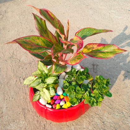 ATUL9244 - Gifting Special - Aglaonema Lipstick, Karonda & Syngonium Green in 8 Inch Round Designer ceramic Tray (any colour & design)