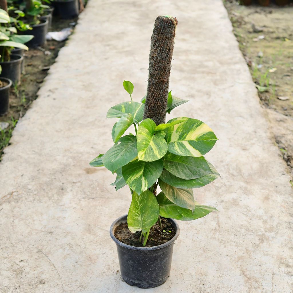 Money Plant Desi with 3 Ft Moss Stick in 10 Inch White Nursery Pot