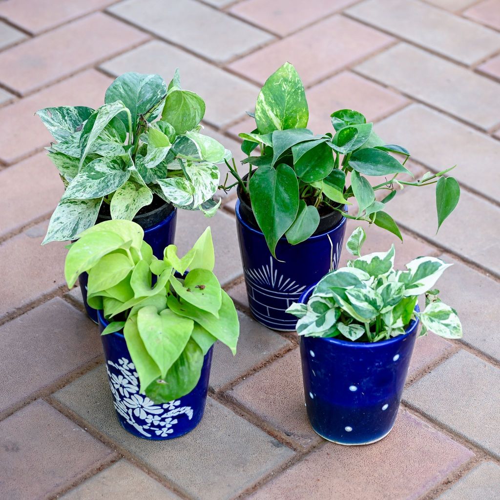 Set of 4 - Money Plant (N'joy, Golden, White & Green) in 5 Inch Balti Designer Ceramic Pot (any colour & design)