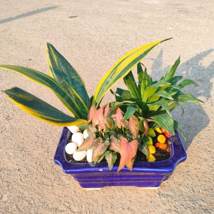 ATUL9251 - Gifting Special - Snake yellow, Dracaena Compacta & Syngonium Pixie Pink in 8 Inch Designer ceramic Tray (any colour & design)